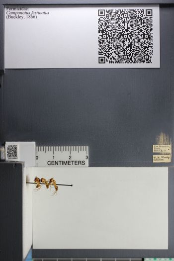 Media type: image; Entomology 523862